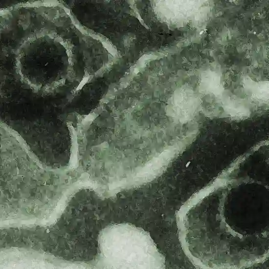 Epstein - Barr Virus Early RNA